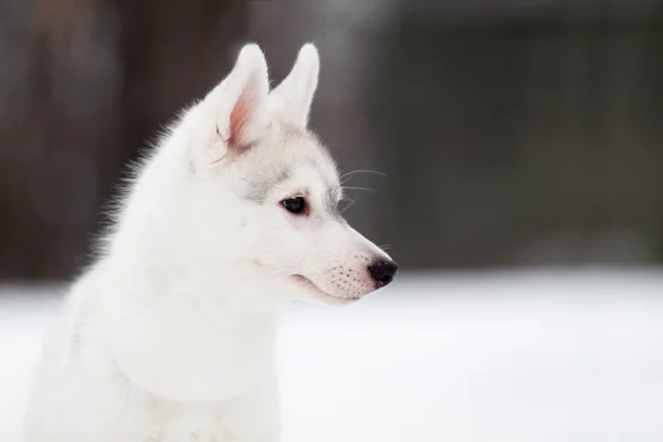 Sibiřský Husky Štěně Venku — Stock fotografie