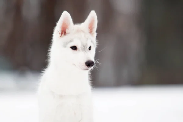 Siberiano Husky Cachorro Aire Libre —  Fotos de Stock