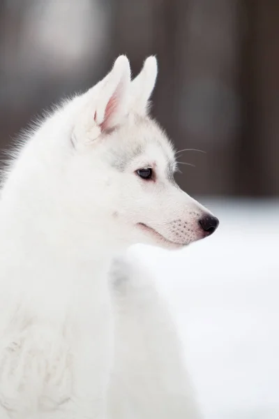 Siberiano Husky Cachorro Aire Libre —  Fotos de Stock
