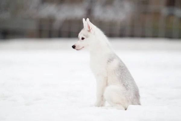 シベリアハスキー子犬屋外 — ストック写真