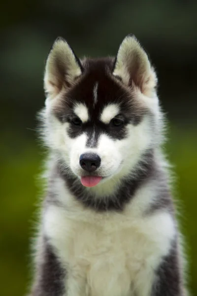 Cachorrinho Husky Siberiano Livre — Fotografia de Stock