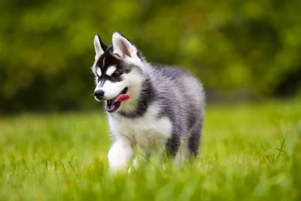 Cachorrinho Husky Siberiano Livre — Fotografia de Stock