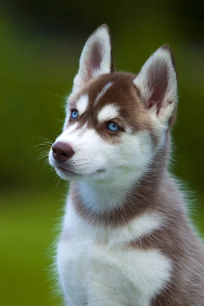 Sibirya Husky Köpeği Dışarıda — Stok fotoğraf