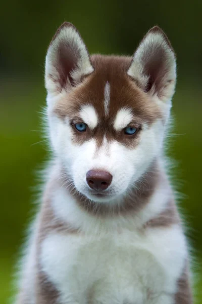 Sibirya Husky Köpeği Dışarıda — Stok fotoğraf