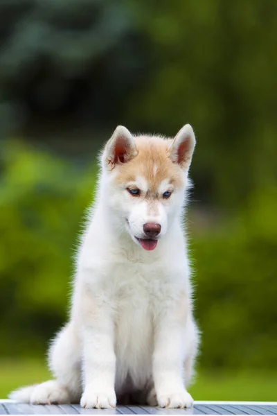 Σιβηρίας Husky Κουτάβι Εξωτερικούς Χώρους — Φωτογραφία Αρχείου