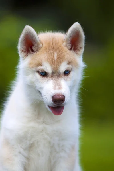 Szibériai Husky Kiskutya Szabadban — Stock Fotó