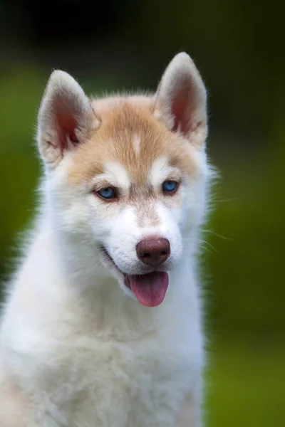 Syberyjski Szczeniak Husky Zewnątrz — Zdjęcie stockowe