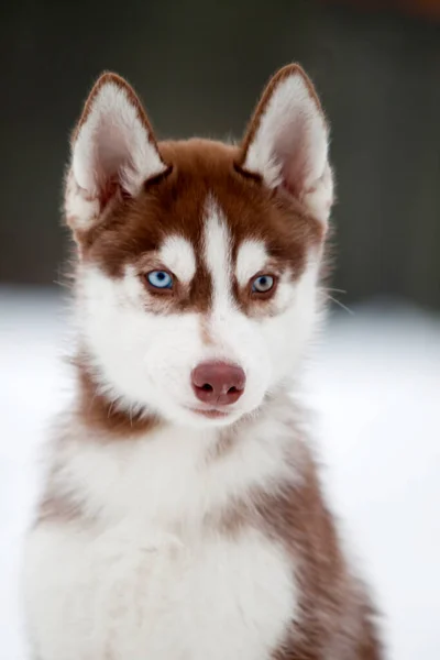 Siberiano Husky Cachorro Aire Libre —  Fotos de Stock