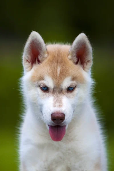 Siberian Husky Puppy Outdoors — Stock Photo, Image