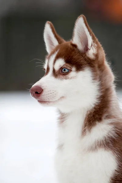 Chiot Husky Sibérie Extérieur — Photo