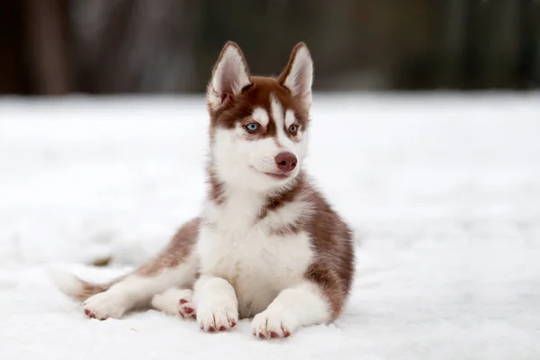 Chiot Husky Sibérie Extérieur — Photo