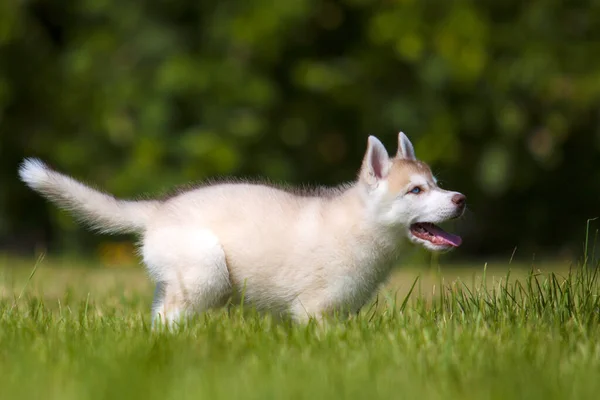 シベリアハスキー子犬屋外 — ストック写真