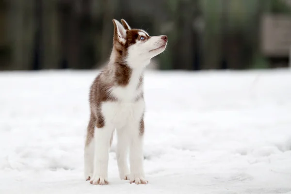 Σιβηρίας Husky Κουτάβι Εξωτερικούς Χώρους — Φωτογραφία Αρχείου