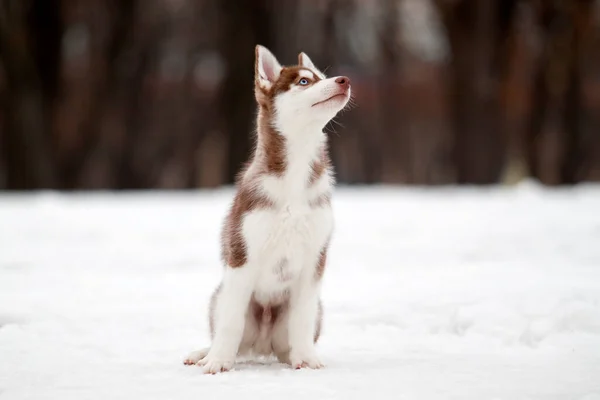 Siberiano Husky Cucciolo All Aperto — Foto Stock
