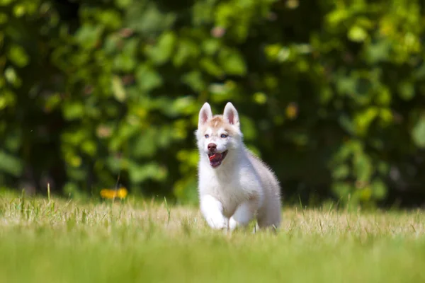 Sibirien Husky Valp Utomhus — Stockfoto