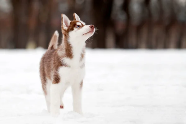 Siberian Husky Hvalp Udendørs - Stock-foto