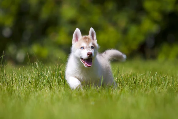 Szibériai Husky Kiskutya Szabadban — Stock Fotó