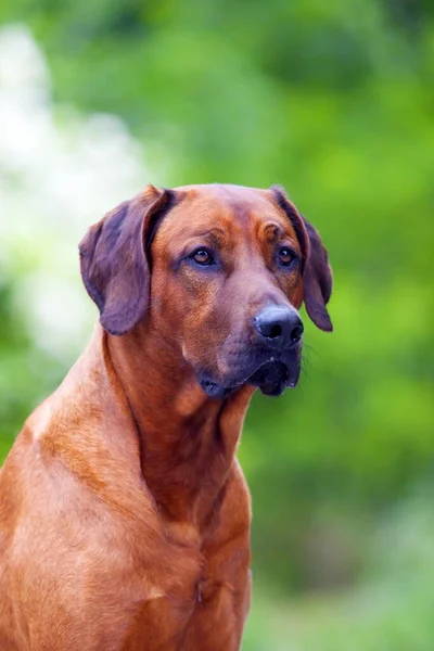 Родезийская Ездовая Собака — стоковое фото