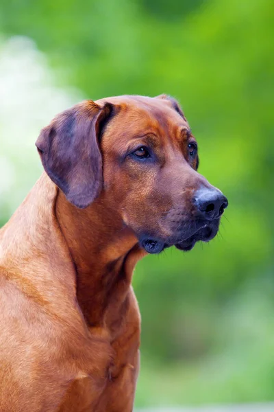 Rhodesian Ridgeback Pies Zewnątrz — Zdjęcie stockowe