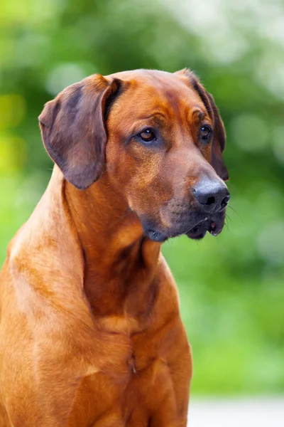 Rhodesian Ridgeback Perro Aire Libre —  Fotos de Stock