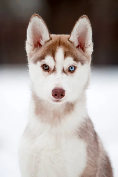 Sibiřský Husky Štěně Venku — Stock fotografie