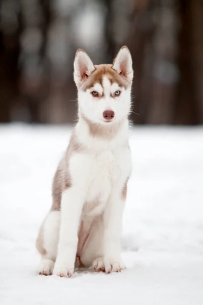 Siberiano Husky Cachorro Aire Libre —  Fotos de Stock