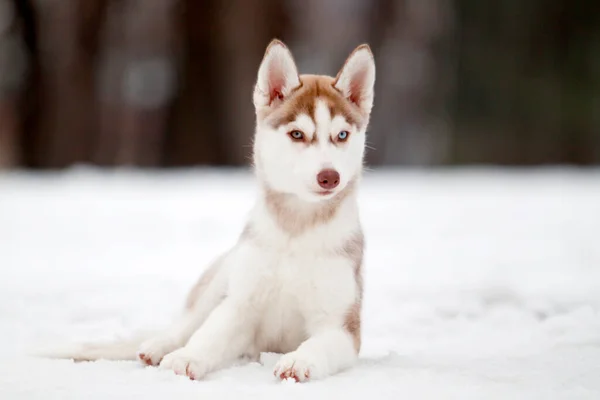 Siberian Husky Welpen Freien — Stockfoto