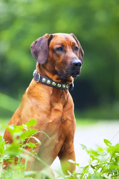 Rhodéský Ridgeback Pes Venku — Stock fotografie