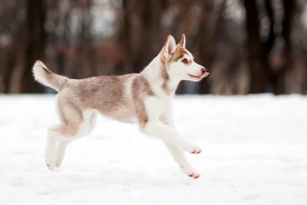 Cachorrinho Husky Siberiano Livre — Fotografia de Stock