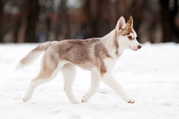 Siberiano Husky Cachorro Aire Libre —  Fotos de Stock