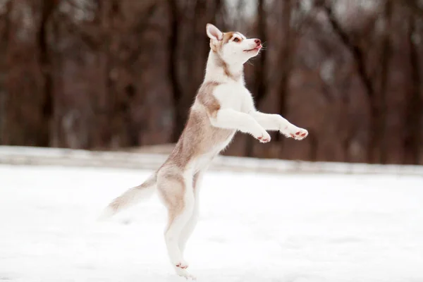 Sibiřský Husky Štěně Venku — Stock fotografie