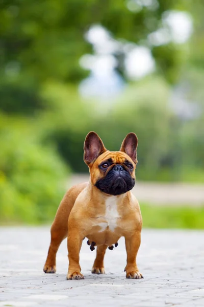 Bonito Cachorro Bulldog Francês Livre — Fotografia de Stock