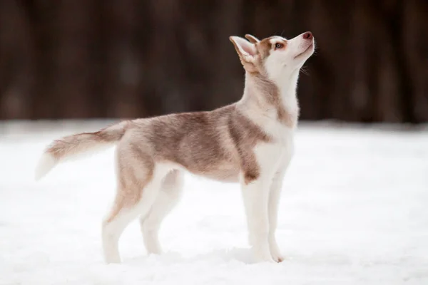 Syberyjski Szczeniak Husky Zewnątrz — Zdjęcie stockowe