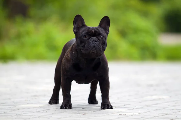 Cute Francuski Bulldog Szczeniak Odkryty — Zdjęcie stockowe