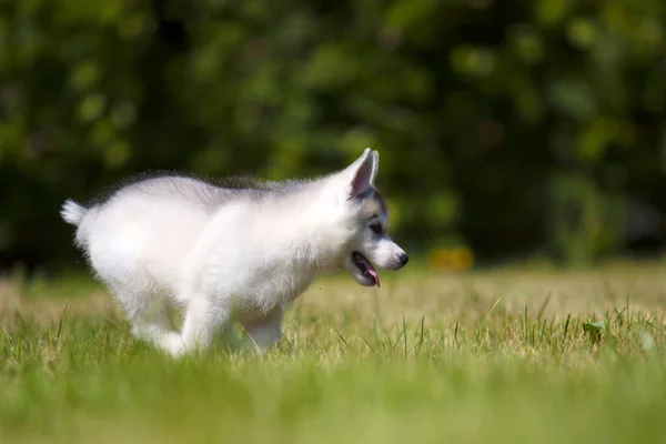 Siberische Husky Puppy Buiten — Stockfoto