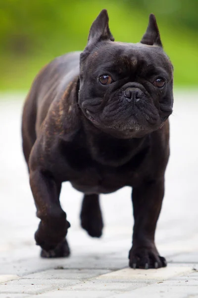 Aranyos Francia Bulldog Kiskutya Szabadban — Stock Fotó