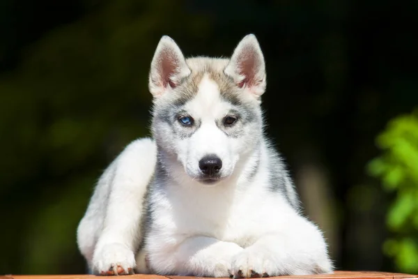 Sibirien Husky Valp Utomhus — Stockfoto