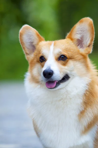 Dışarıdaki Sevimli Corgi Köpeği — Stok fotoğraf