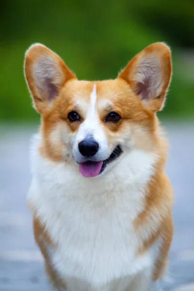 Entzückender Corgi Hund Freien — Stockfoto