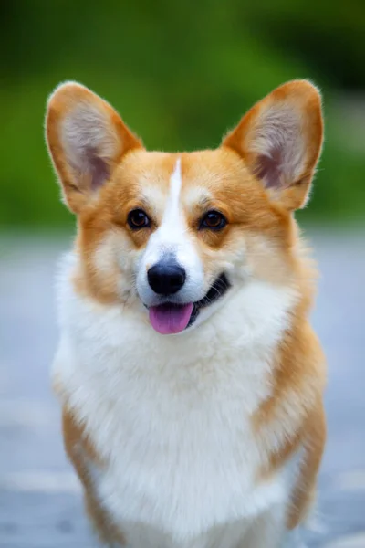 Adorável Cão Corgi Livre — Fotografia de Stock