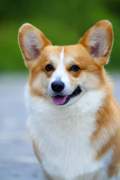 Очаровательная Собака Корги Открытом Воздухе — стоковое фото