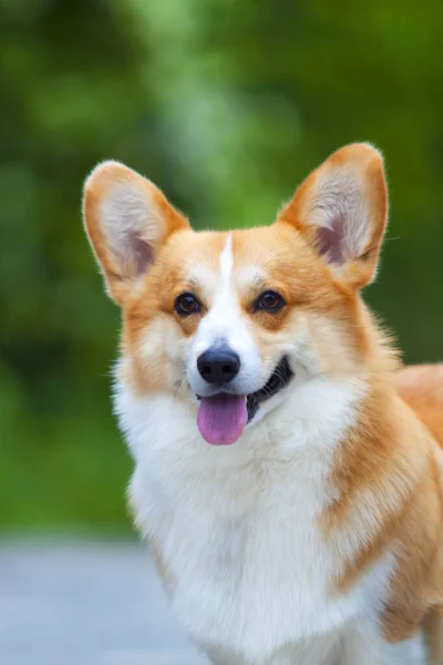 Entzückender Corgi Hund Freien — Stockfoto