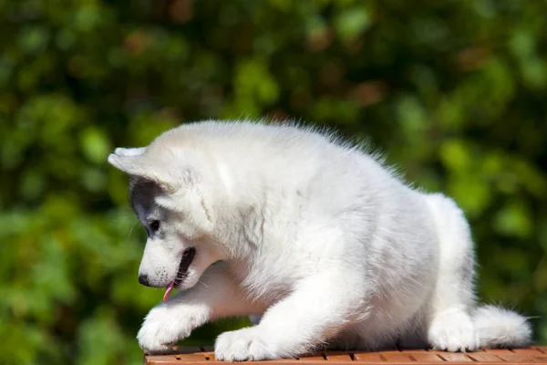 Sibiřský Husky Štěně Venku — Stock fotografie