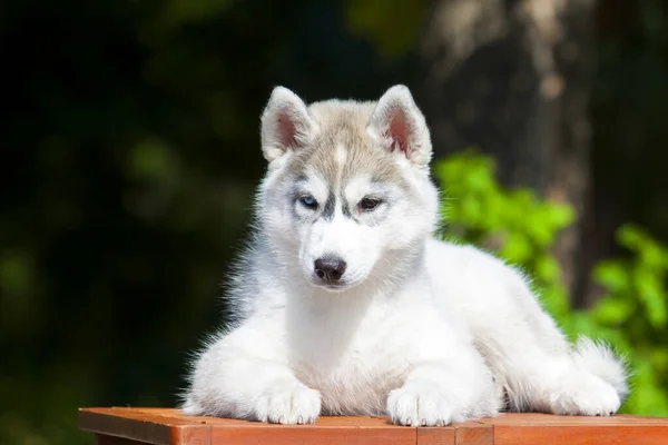 Szibériai Husky Kiskutya Szabadban — Stock Fotó