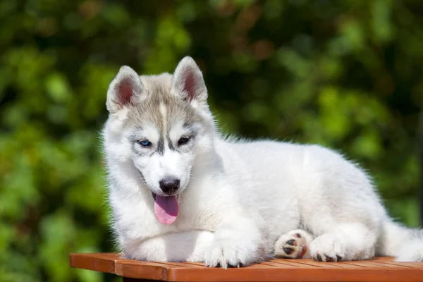 Sibirien Husky Valp Utomhus — Stockfoto