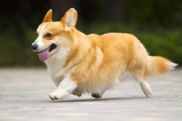 Bedårande Corgi Hund Utomhus — Stockfoto