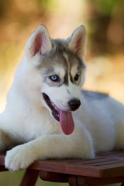 Cachorrinho Husky Siberiano Livre — Fotografia de Stock