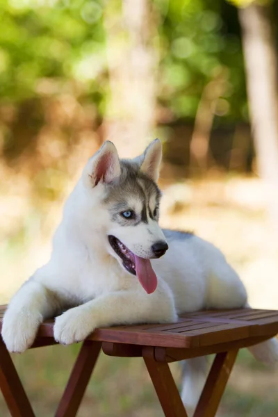 Sibirien Husky Valp Utomhus — Stockfoto