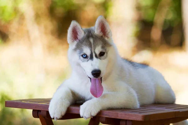 Sibirien Husky Valp Utomhus — Stockfoto