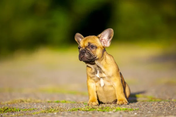 Söt Fransk Bulldogg Valp Utomhus — Stockfoto